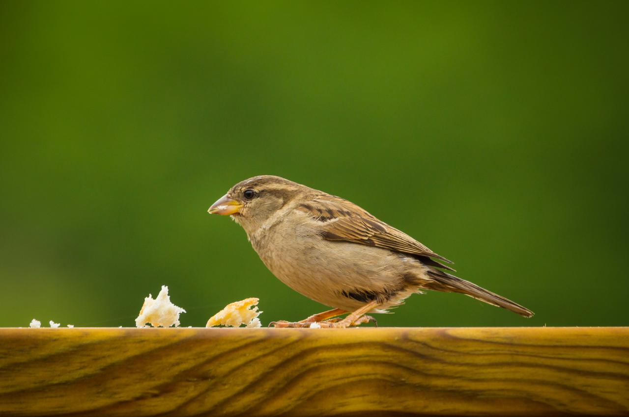 Bird food seed and bird feeders